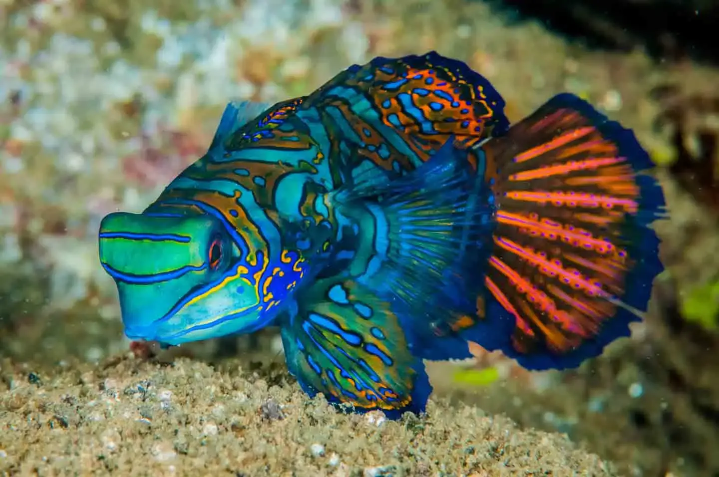 10 best saltwater fish for beginners