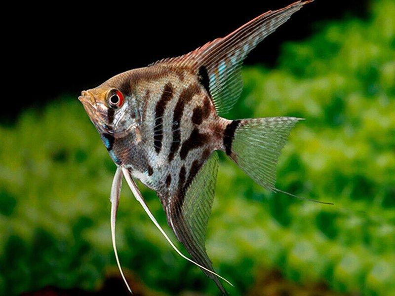 Angelfish pterophyllum scalare