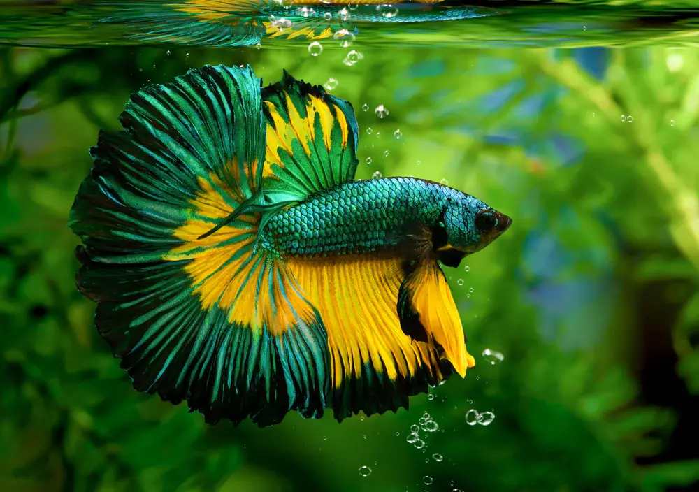 Betta fish betta splendens