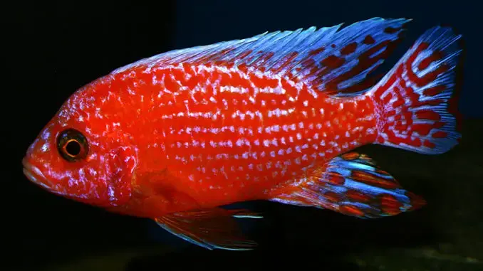 Dragon Blood Peacock Cichlid