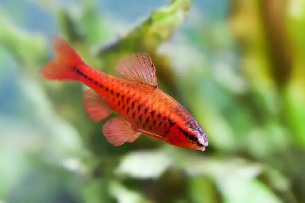 Cherry barbs 1 1