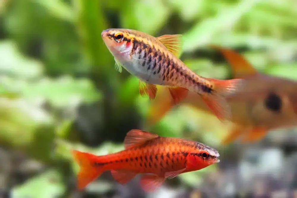 Cherry barbs 1