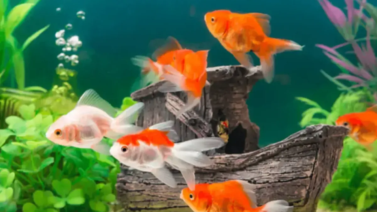 Coldwater Tank Setup Guide for Beginners