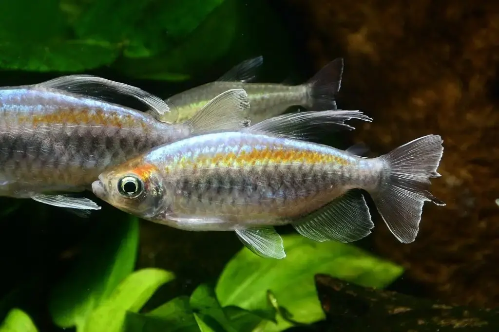 Coldwater fish health guide