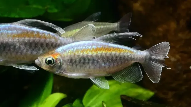 Coldwater Fish Health Guide: Tips for Care & Disease Prevention