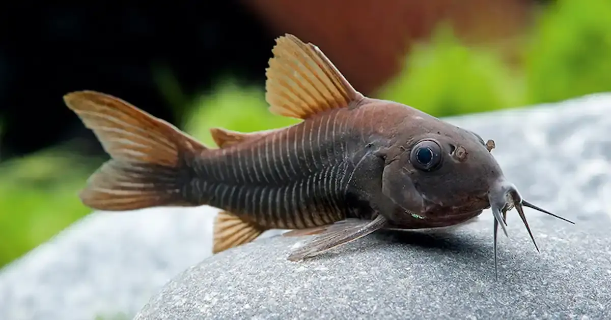 Corydoras catfish 1