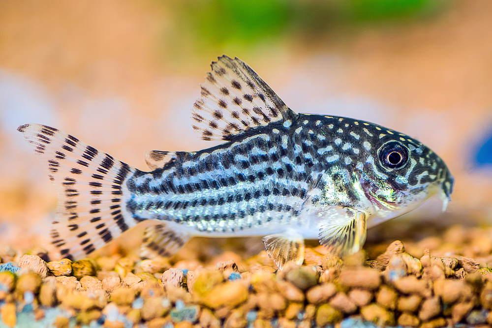 Corydoras catfish corydoras spp