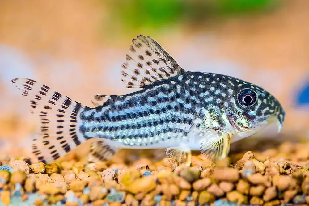 Corydoras catfish
