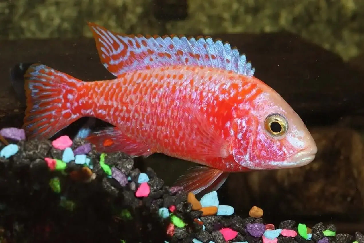 Dragon blood peacock cichlid care