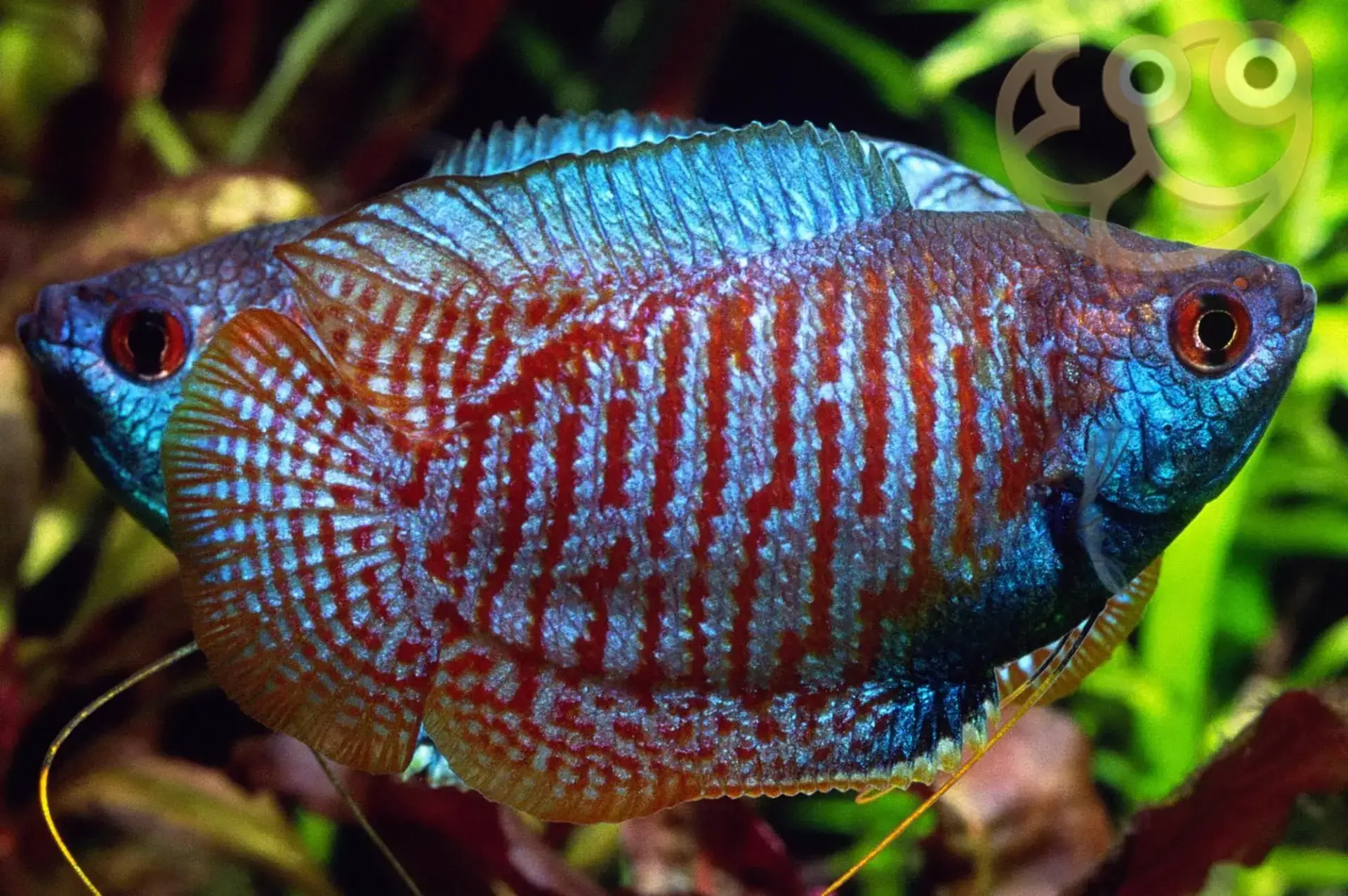 Dwarf gourami trichogaster lalius