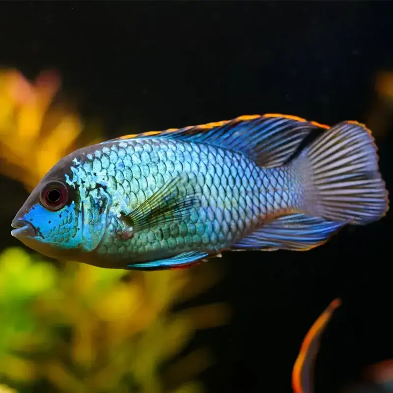Electric blue acara 1