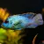 Electric Blue Acara Care Guide: Tank Setup, Diet & Tank Mates
