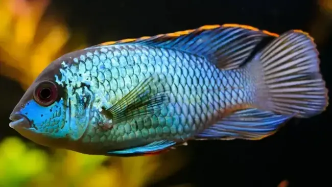 Electric Blue Acara Care Guide & Tank Setup