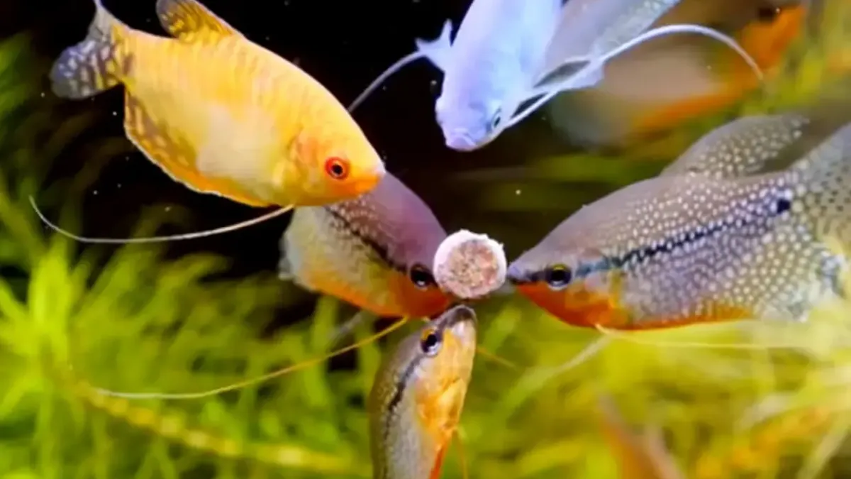 Fish Feeding for Beginners: Tips for a Healthy Aquarium