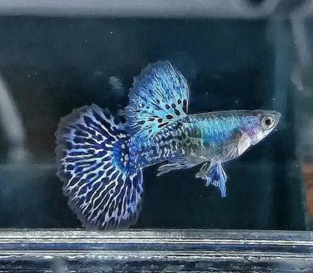 Guppies 1
