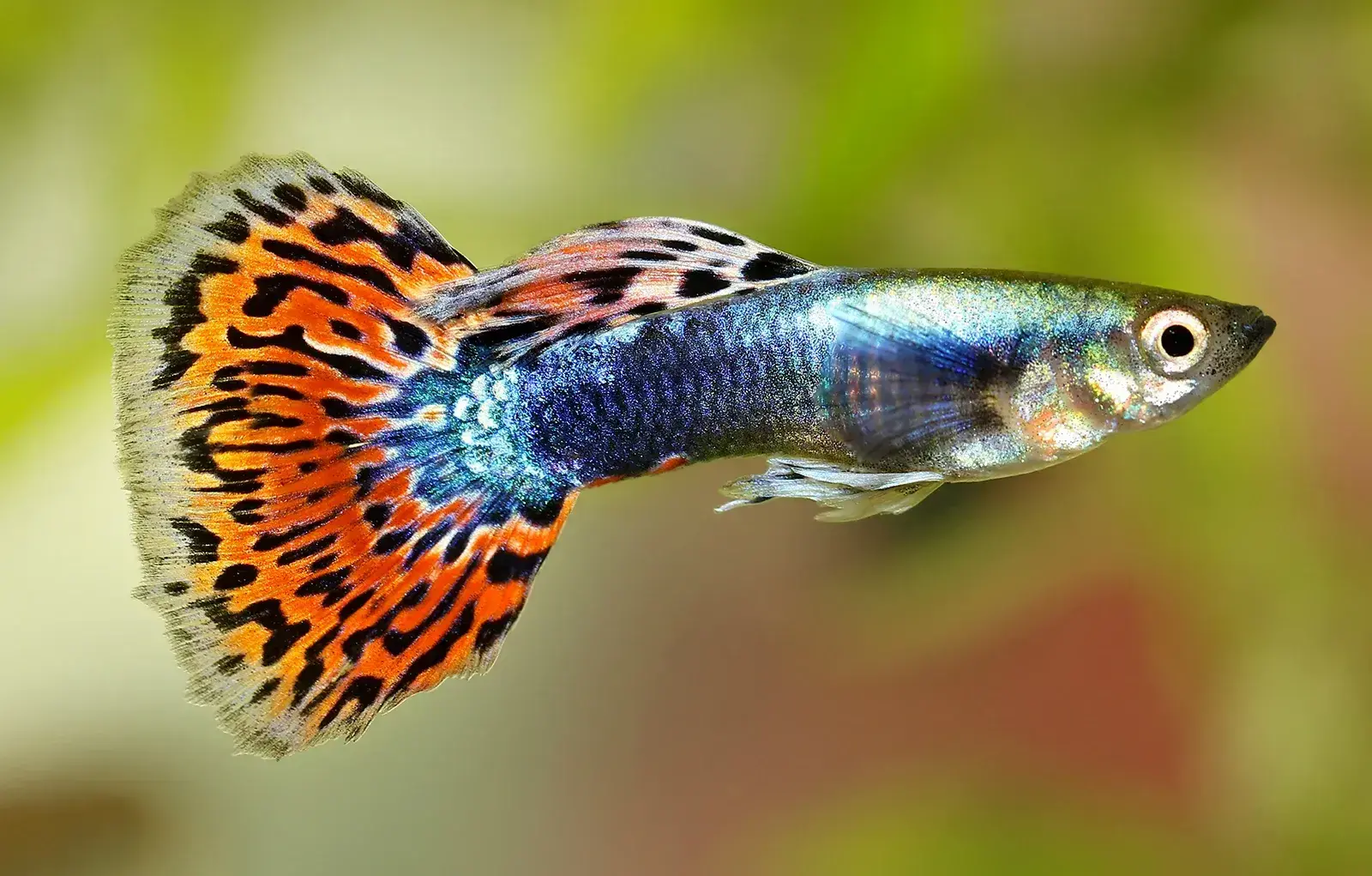 Guppy 1