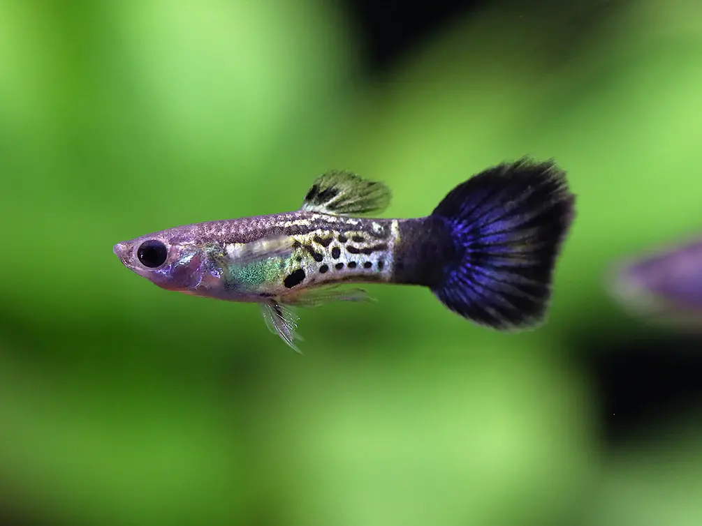 Guppy poecilia reticulata