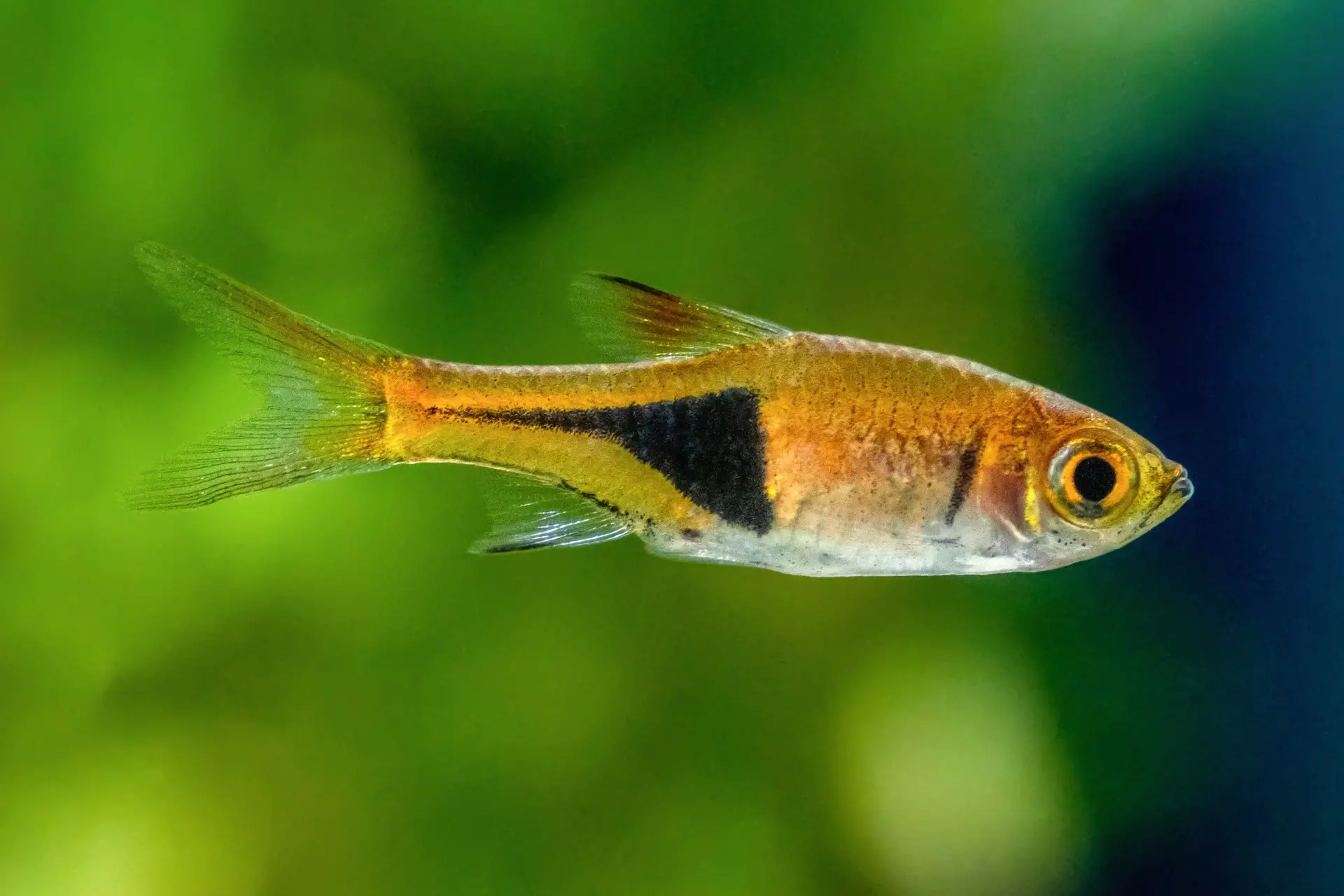 Harlequin rasboras 1
