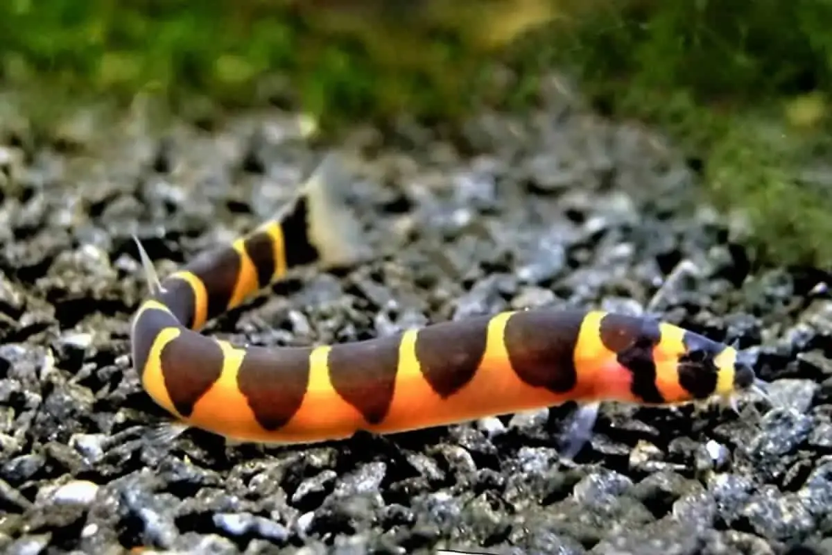Kuhli loaches