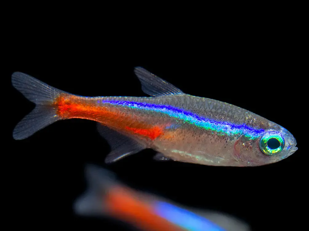 Neon tetra paracheirodon innesi