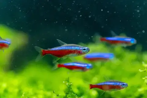 Neon tetras 1 1