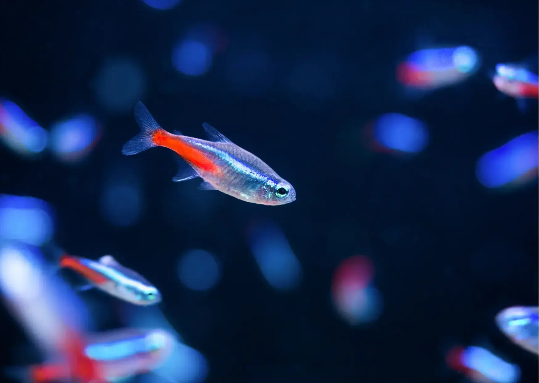 Neon tetras 1