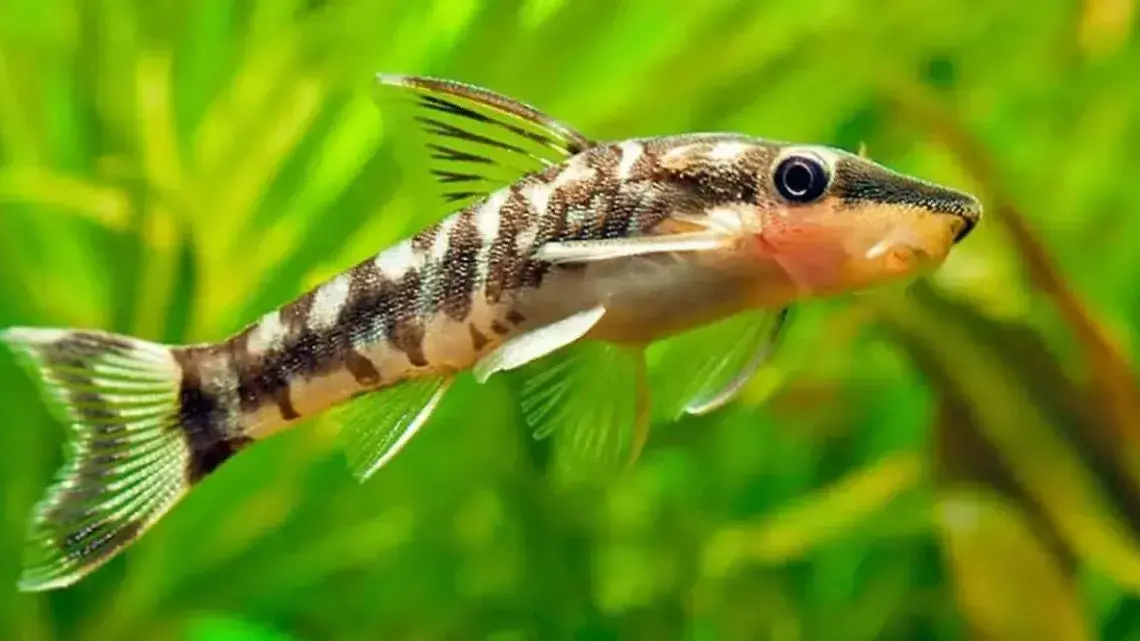 Otocinclus catfish 1