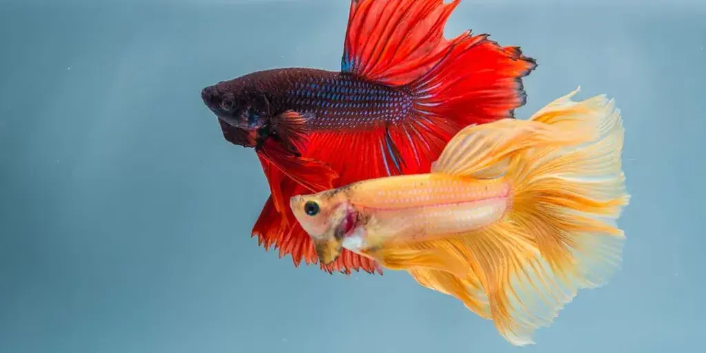 Peaceful Tank Mates for Tropical Fish: Top 10 Picks