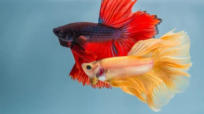 Peaceful Tank Mates for Tropical Fish: Top 10 Picks