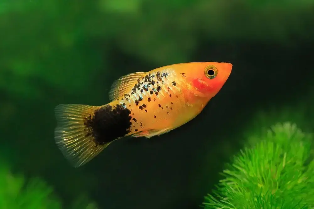 Platies 2