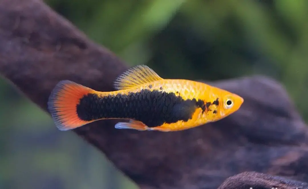 Platies