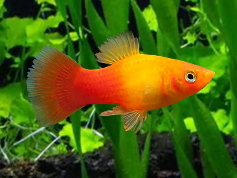 Platy xiphophorus maculatus