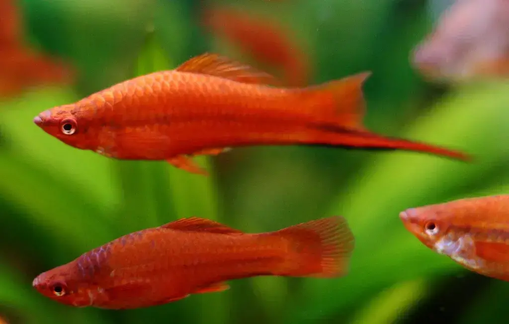 Swordtails 2