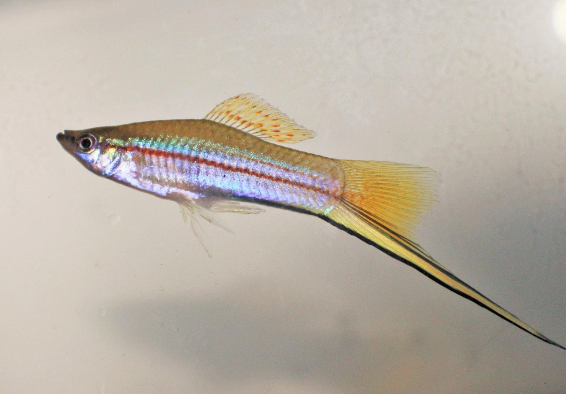 Swordtails xiphophorus hellerii