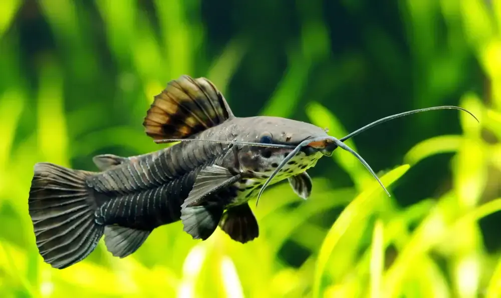 Tank mates for coldwater fish 1