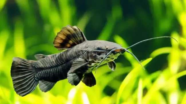 Best Tank Mates for Coldwater Fish – Compatibility Guide