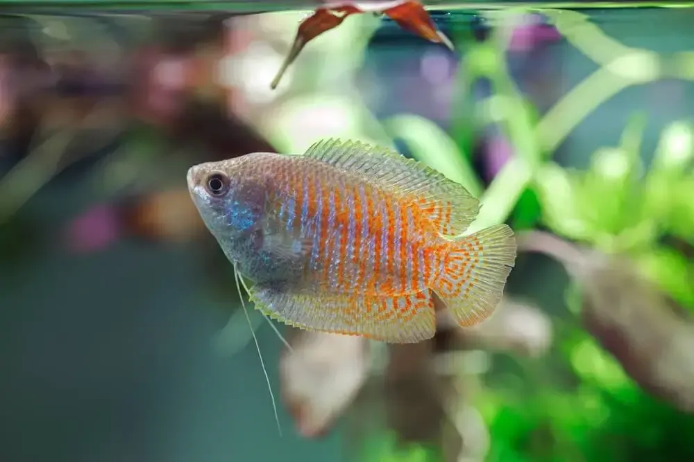 Top 10 Popular Tropical Fish Species for Home Aquariums