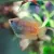 Top 10 Popular Tropical Fish Species to Brighten Your Home Aquarium