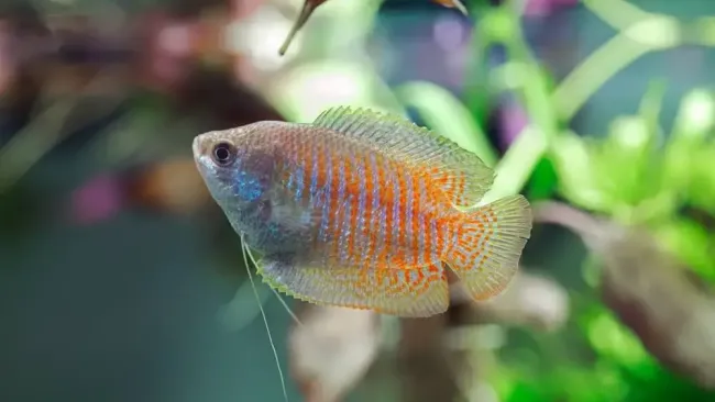 Top 10 Popular Tropical Fish Species for Home Aquariums