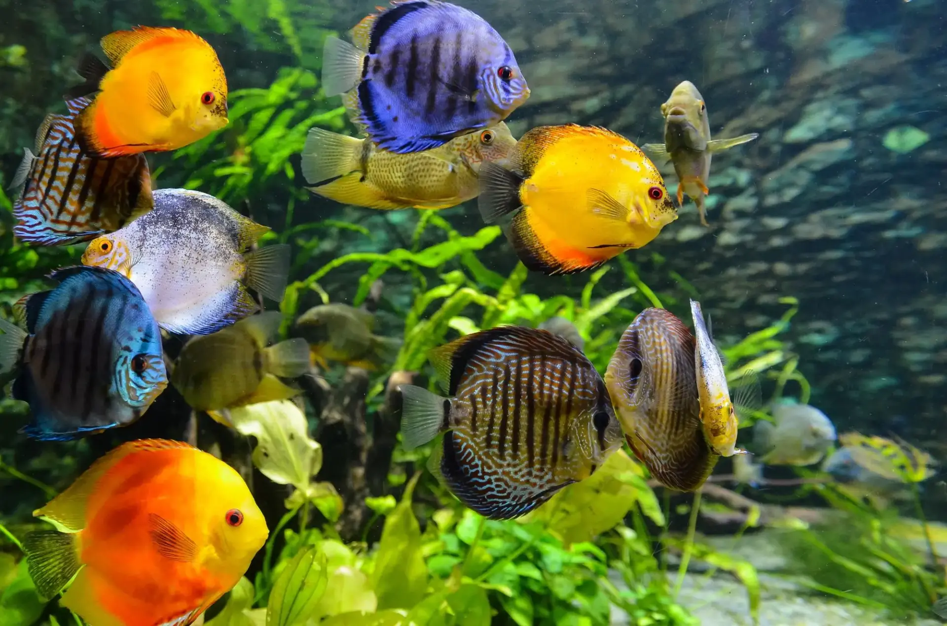 Top tropical fish for newbies