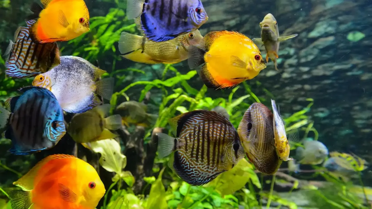 Best Tropical Fish for Beginners – Easy Starter Fish Guide