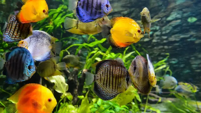 Best Tropical Fish for Beginners – Easy Starter Fish Guide