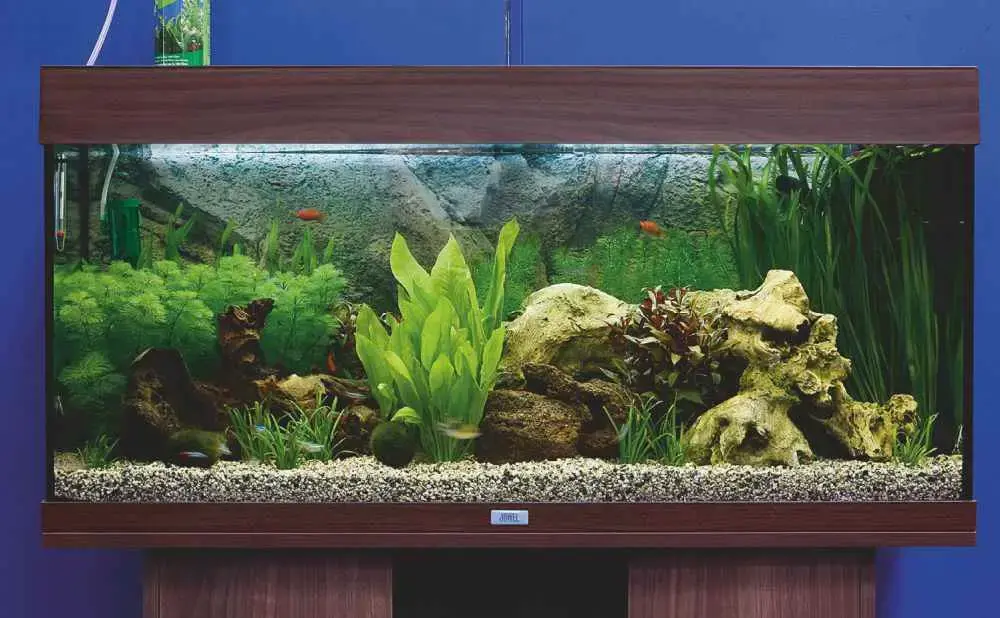Tropical tank setup guide