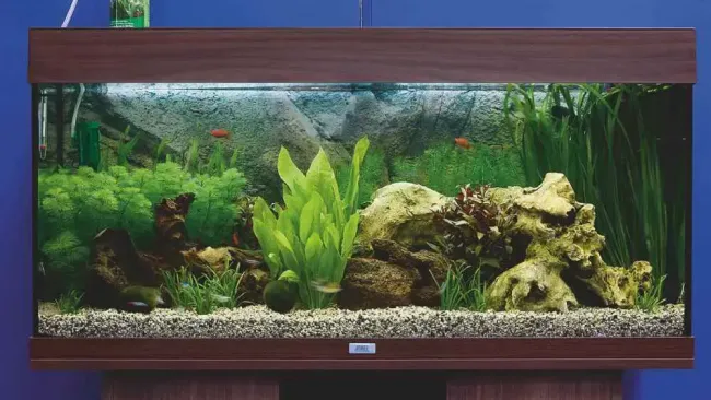 Tropical Tank Setup Guide for Beginners