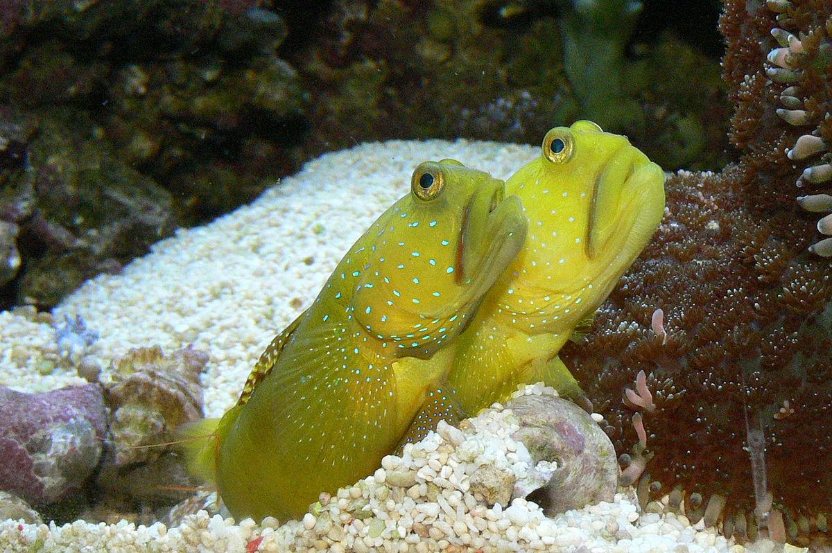 Yellow watchman goby cryptocentrus cinctus