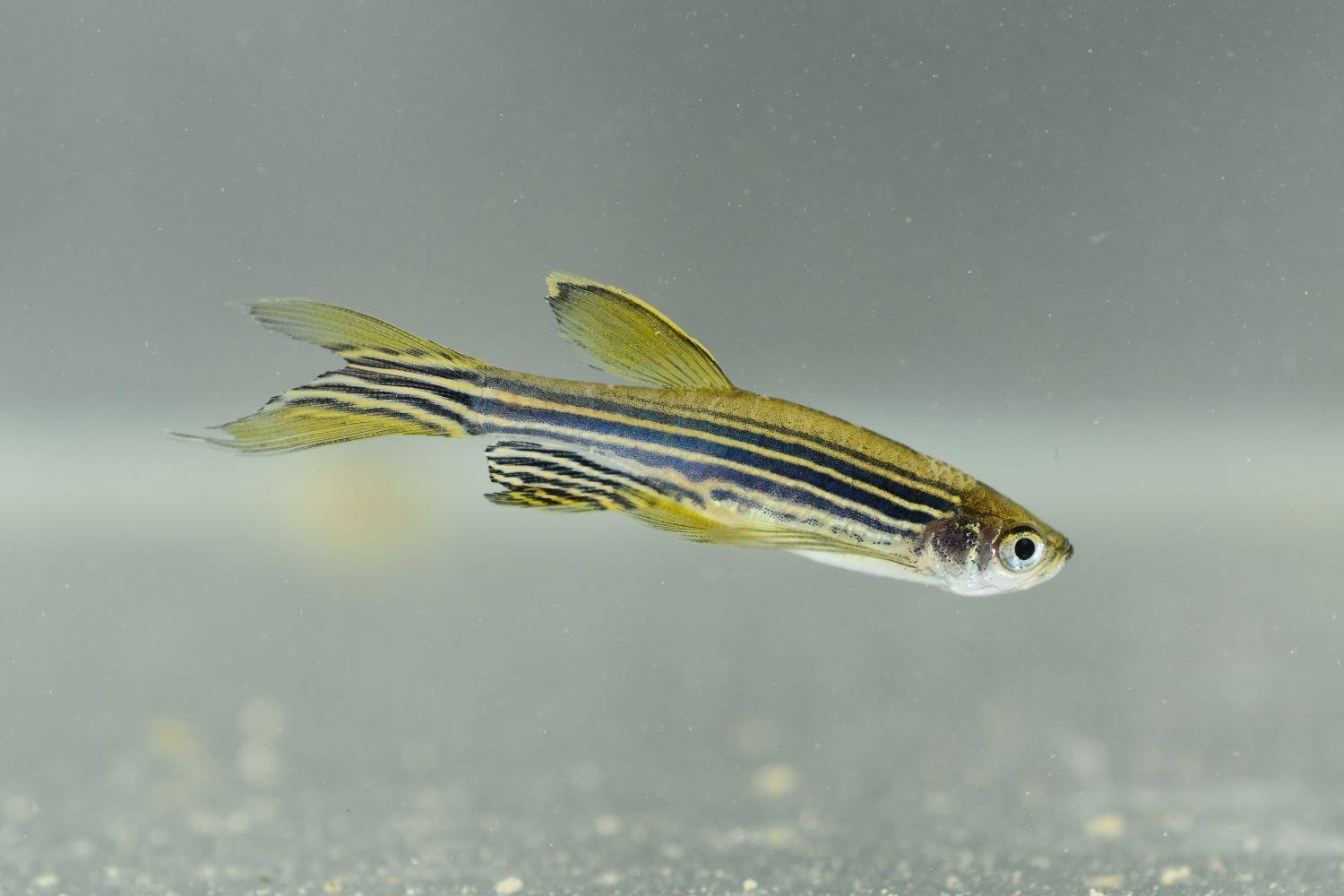 Zebra danio danio rerio