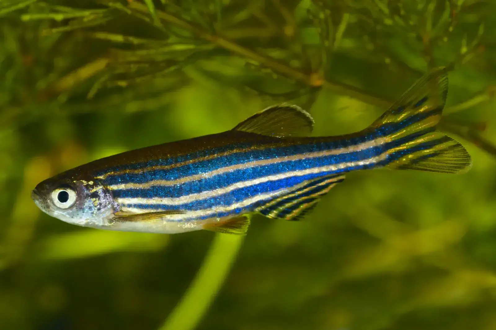 Zebra danios 2